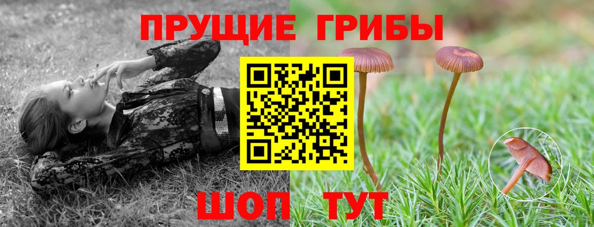 Галлюциногенные грибы Psilocybe Чайковский